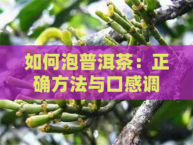 如何泡普洱茶：正确方法与口感调制