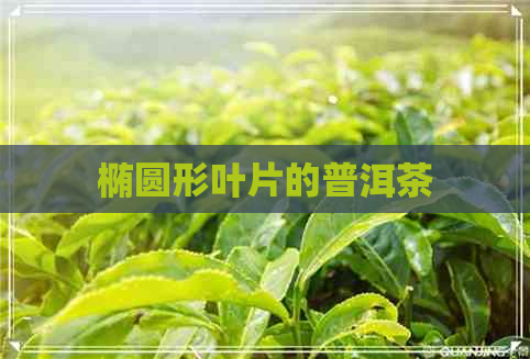 椭圆形叶片的普洱茶