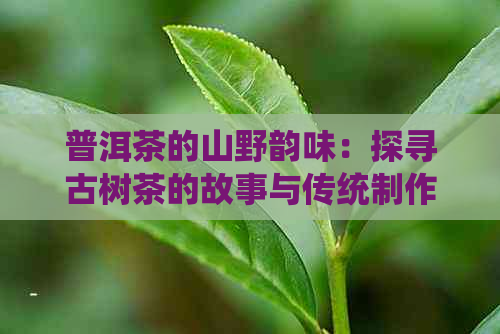 普洱茶的山野韵味：探寻古树茶的故事与传统制作工艺