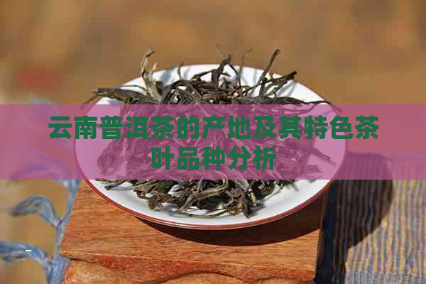 云南普洱茶的产地及其特色茶叶品种分析