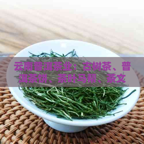 云南普洱茶业：古树茶、普洱茶饼、茶叶马帮、茶文化传承