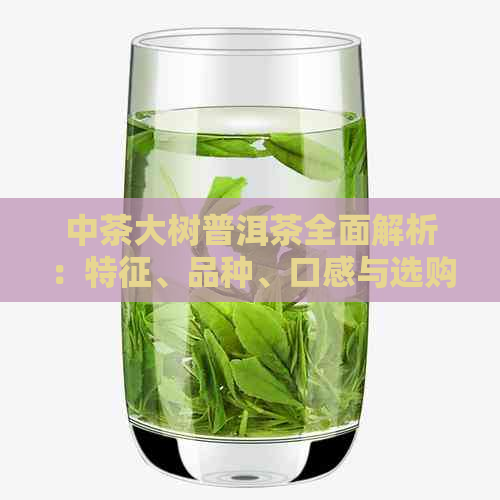 中茶大树普洱茶全面解析：特征、品种、口感与选购指南