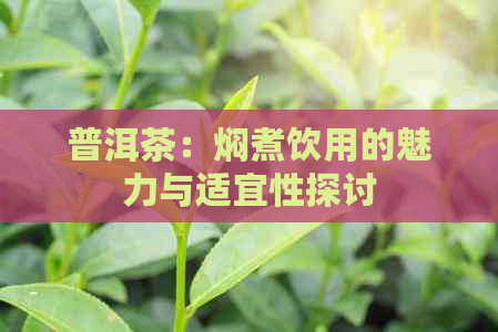 普洱茶：焖煮饮用的魅力与适宜性探讨