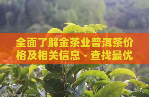 全面了解金茶业普洱茶价格及相关信息 - 查找更优质普洱茶的指南