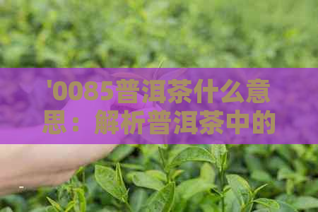 '0085普洱茶什么意思：解析普洱茶中的0085和0081的含义及其品质档次'