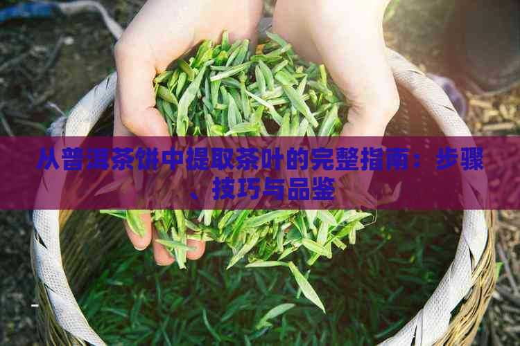 从普洱茶饼中提取茶叶的完整指南：步骤、技巧与品鉴