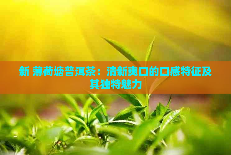 新 薄荷塘普洱茶：清新爽口的口感特征及其独特魅力