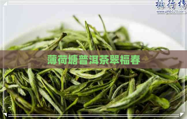 薄荷塘普洱茶翠福春