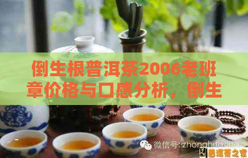 倒生根普洱茶2006老班章价格与口感分析，倒生根普洱茶官网推荐购买