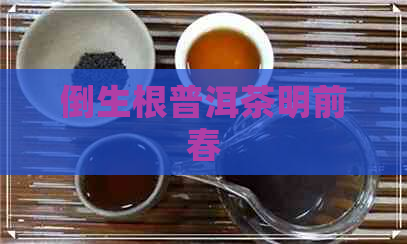 倒生根普洱茶明前春