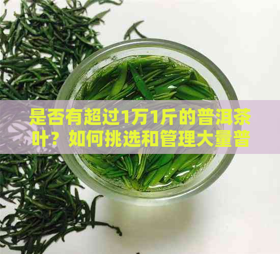 是否有超过1万1斤的普洱茶叶？如何挑选和管理大量普洱茶叶？