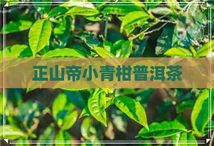 正山帝小青柑普洱茶