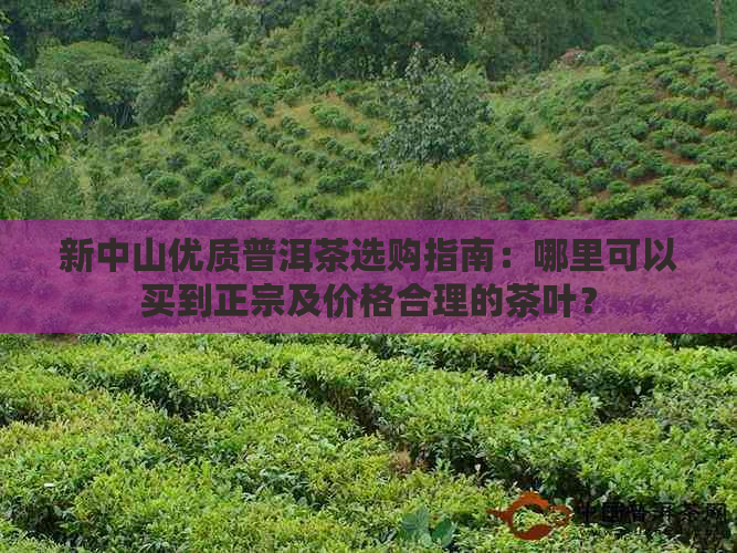 新中山优质普洱茶选购指南：哪里可以买到正宗及价格合理的茶叶？