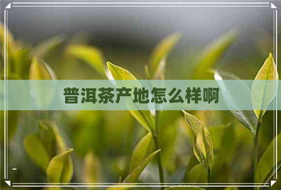 普洱茶产地怎么样啊