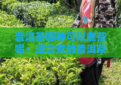 普洱茶哪种可以煮茶喝：适合煮的普洱茶种类及冲泡方法