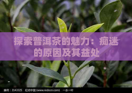 探索普洱茶的魅力：痴迷的原因及其益处