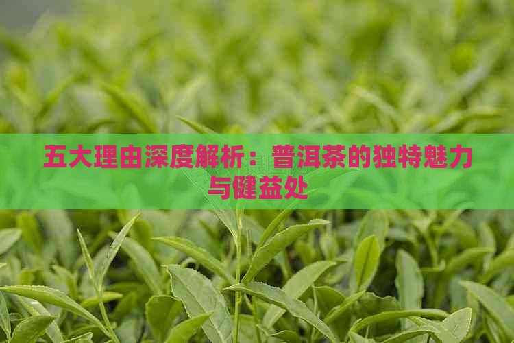 五大理由深度解析：普洱茶的独特魅力与健益处