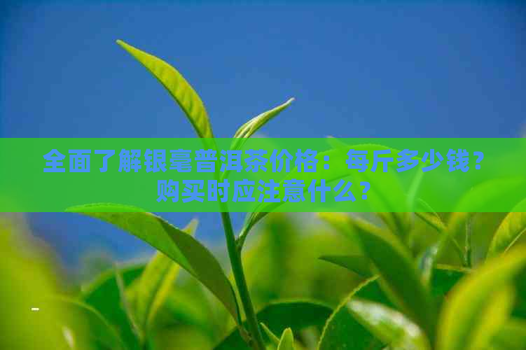 全面了解银毫普洱茶价格：每斤多少钱？购买时应注意什么？