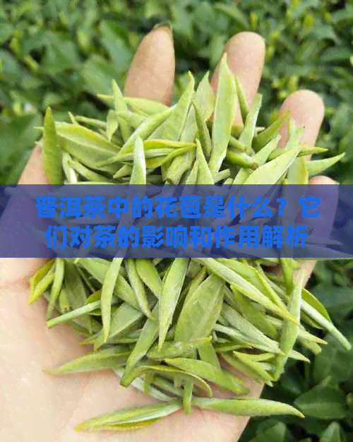 普洱茶中的花苞是什么？它们对茶的影响和作用解析