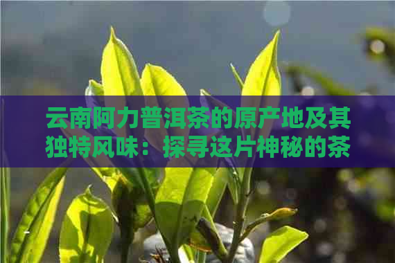 云南阿力普洱茶的原产地及其独特风味：探寻这片神秘的茶叶王国