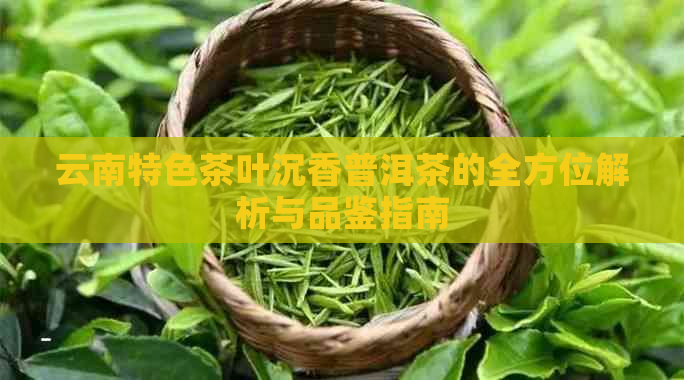 云南特色茶叶沉香普洱茶的全方位解析与品鉴指南