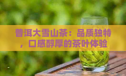 普洱大雪山茶：品质独特，口感醇厚的茶叶体验