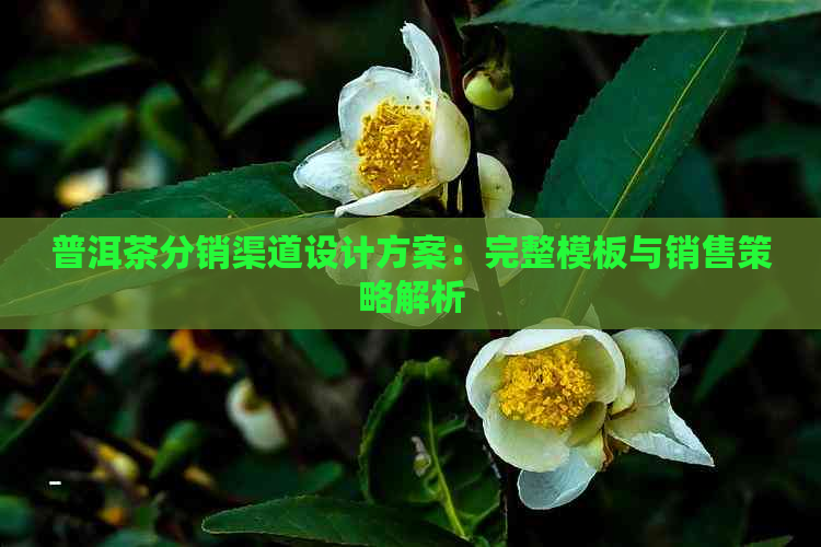 普洱茶分销渠道设计方案：完整模板与销售策略解析