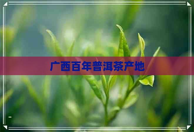 广西百年普洱茶产地