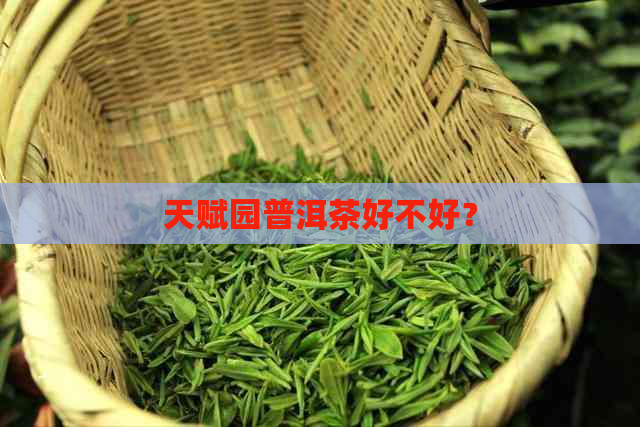 天赋园普洱茶好不好？