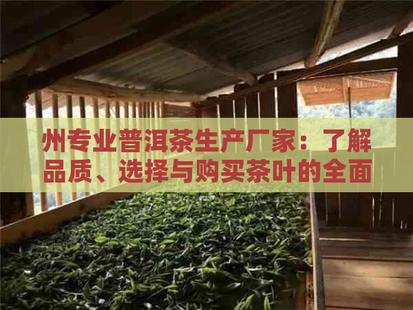 州专业普洱茶生产厂家：了解品质、选择与购买茶叶的全面指南