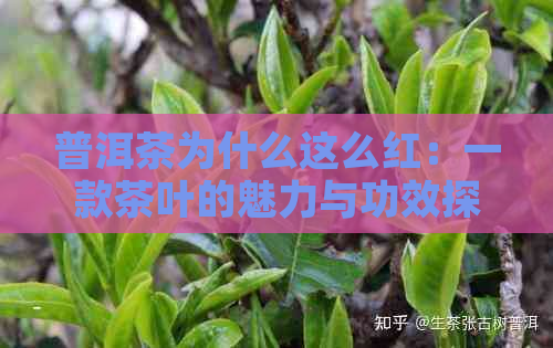 普洱茶为什么这么红：一款茶叶的魅力与功效探究