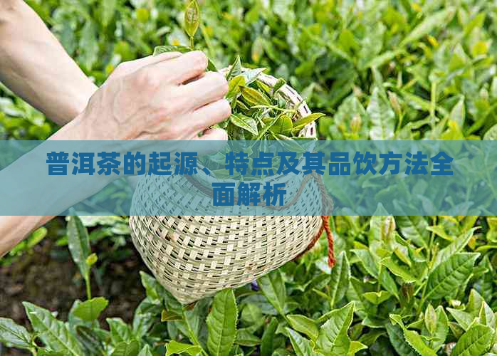 普洱茶的起源、特点及其品饮方法全面解析