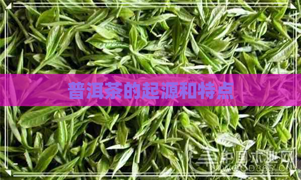 普洱茶的起源和特点