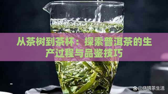 从茶树到茶杯：探索普洱茶的生产过程与品鉴技巧