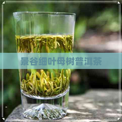 景谷细叶母树普洱茶