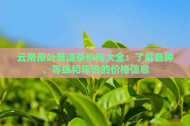 云南原叶普洱茶价格大全：了解各种、等级和年份的价格信息