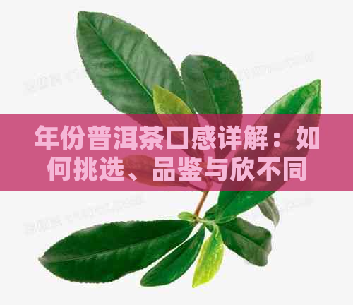 年份普洱茶口感详解：如何挑选、品鉴与欣不同年份普洱茶的风味特点