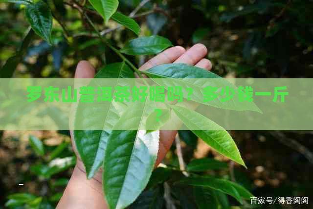 罗东山普洱茶好喝吗？多少钱一斤？