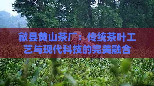 歙县黄山茶厂：传统茶叶工艺与现代科技的完美融合