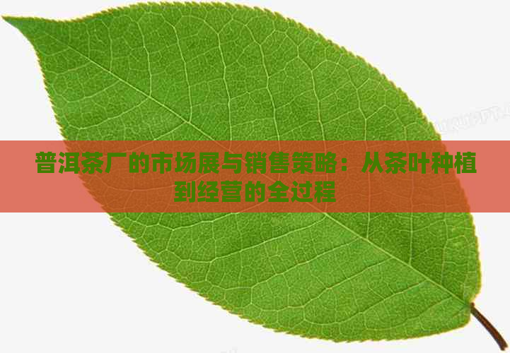 普洱茶厂的市场展与销售策略：从茶叶种植到经营的全过程