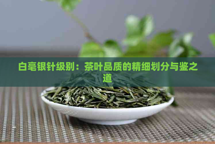 白毫银针级别：茶叶品质的精细划分与鉴之道