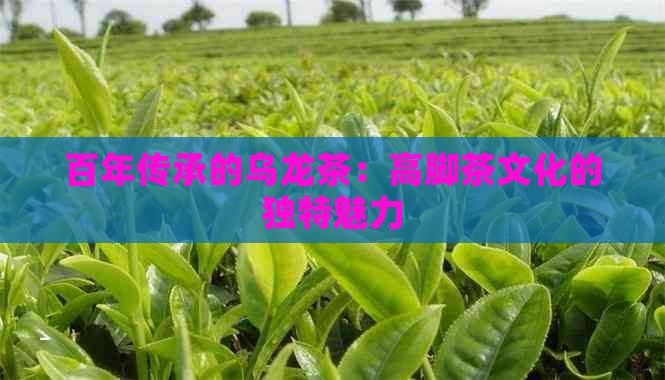 百年传承的乌龙茶：高脚茶文化的独特魅力