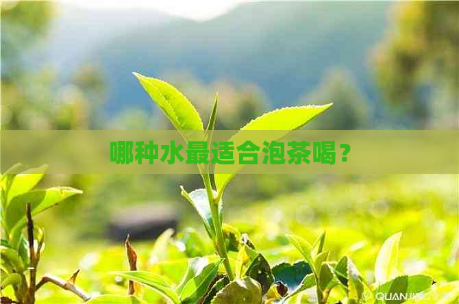 哪种水最适合泡茶喝？