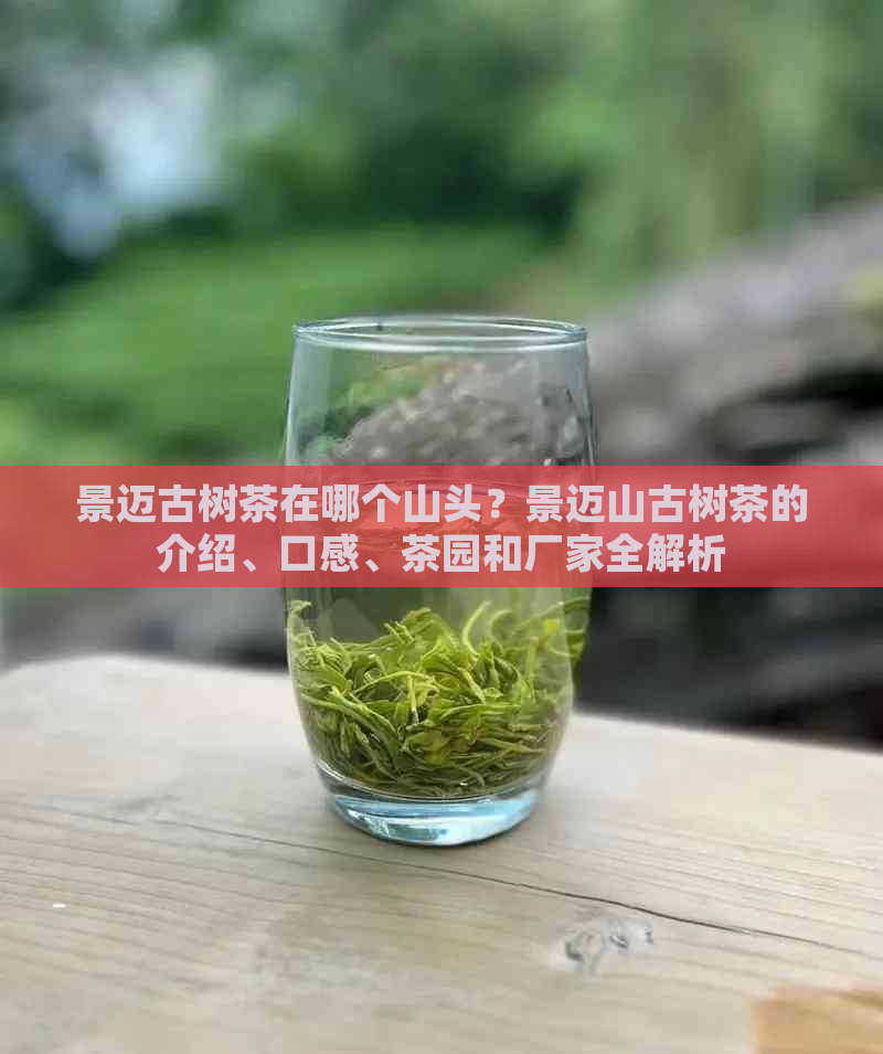 景迈古树茶在哪个山头？景迈山古树茶的介绍、口感、茶园和厂家全解析