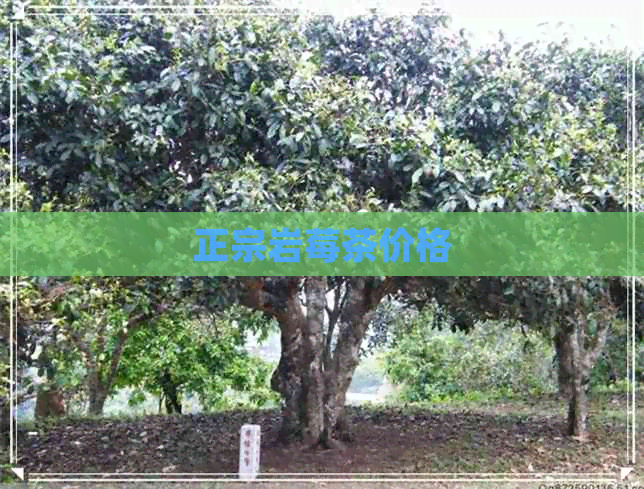 正宗岩莓茶价格