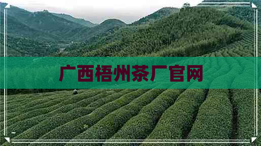 广西梧州茶厂官网