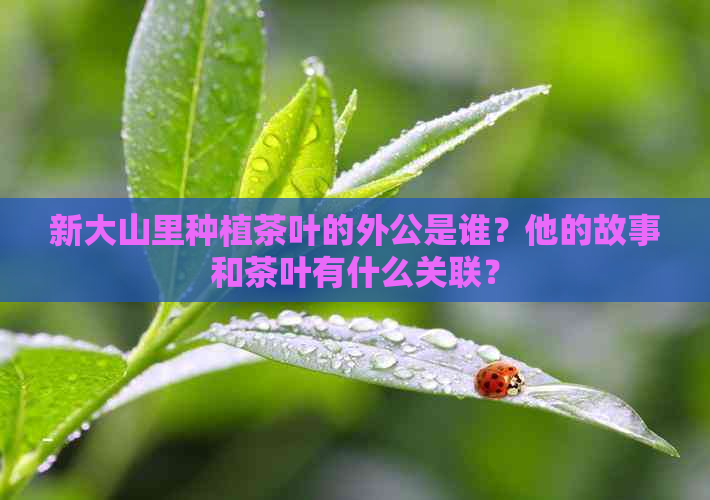 新大山里种植茶叶的外公是谁？他的故事和茶叶有什么关联？