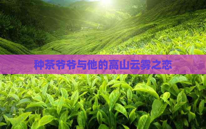 种茶爷爷与他的高山云雾之恋