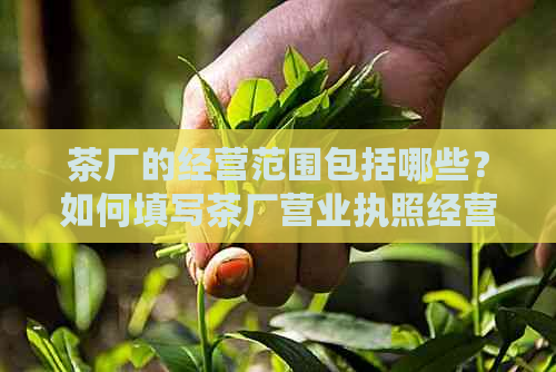 茶厂的经营范围包括哪些？如何填写茶厂营业执照经营范围？