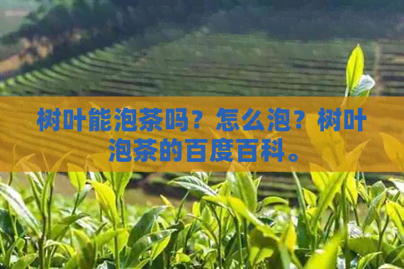 树叶能泡茶吗？怎么泡？树叶泡茶的百度百科。